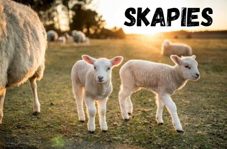 Skapies